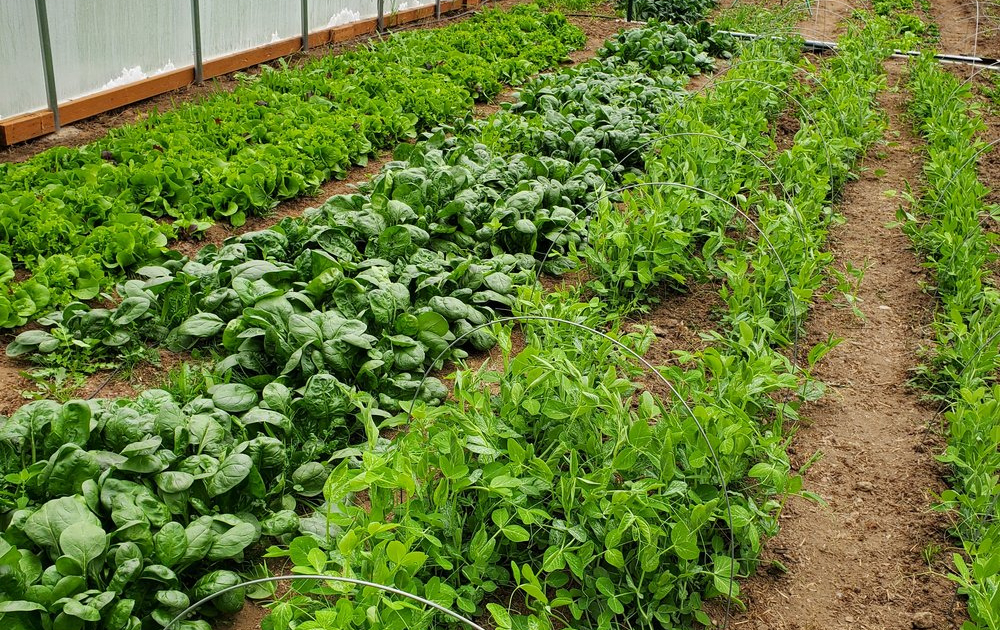 Growing Your Own Vegetables A Beginner’s Guide (2)
