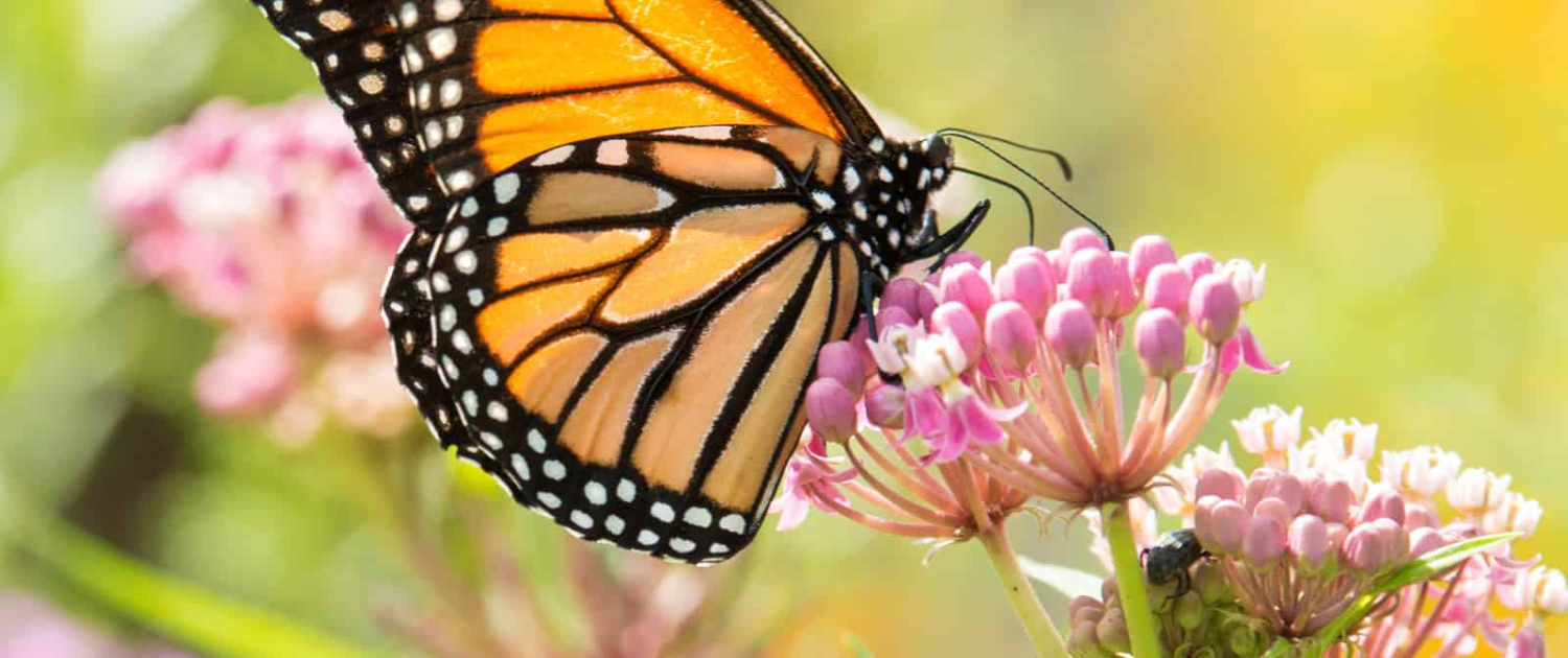 How to Create a Butterfly and Bee-Friendly Garden