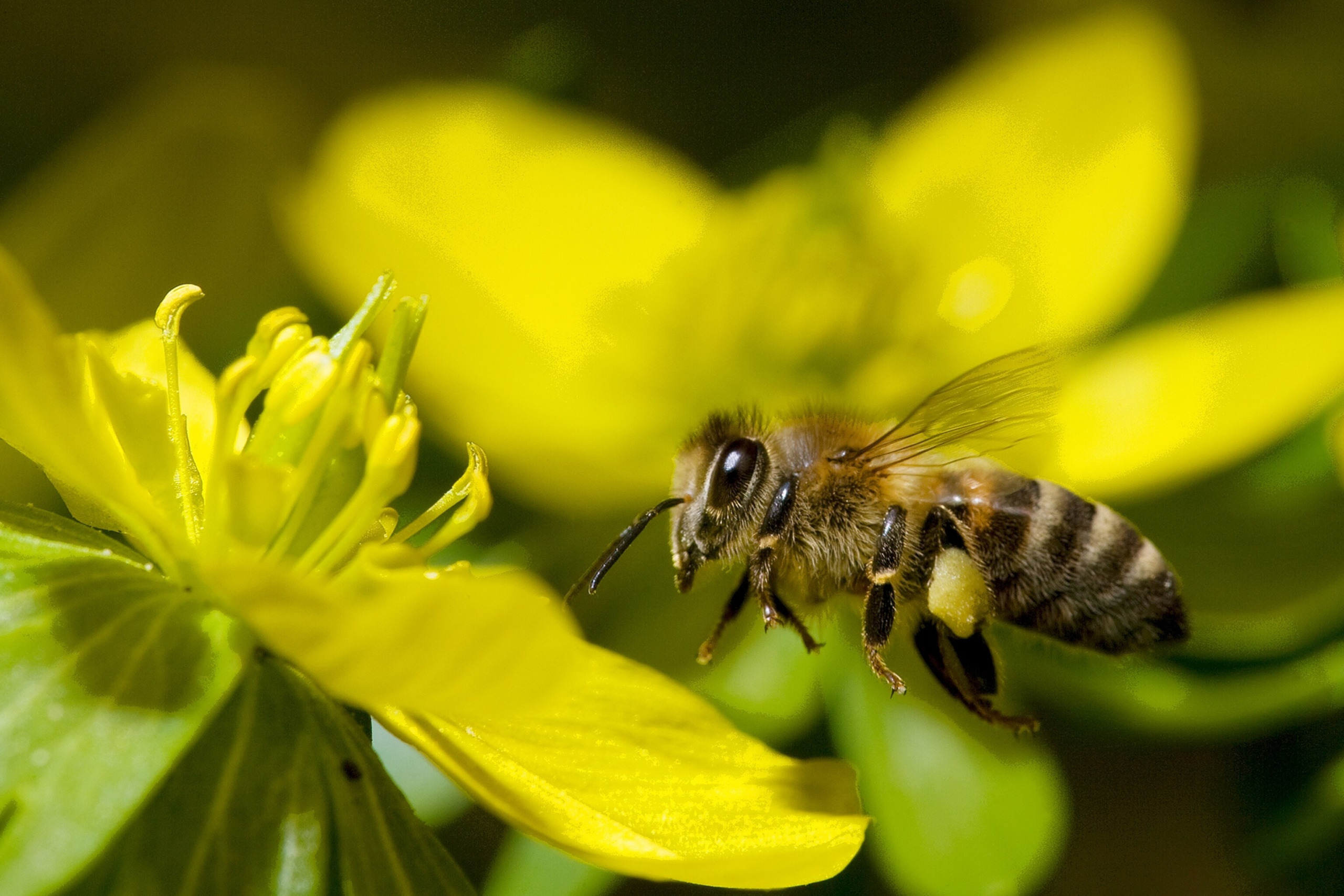 How to Create a Butterfly and Bee-Friendly Garden (2)