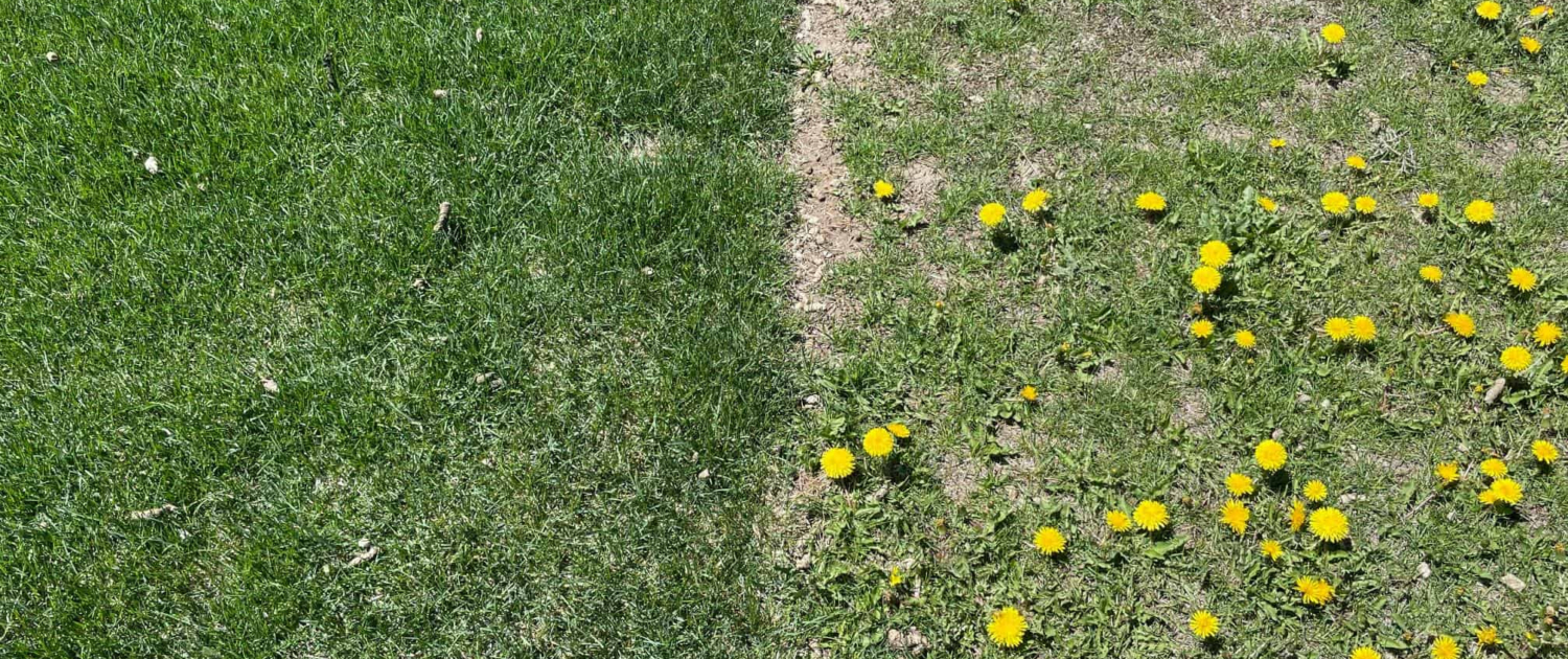 Lawn Troubles Common Problems and How to Fix Them