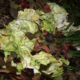 Mastering Compost Turn Kitchen Waste into Garden Gold (3)