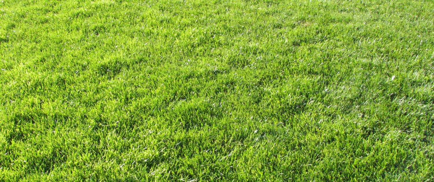 Tackling Troublesome Brown Patches in Your Lawn (2)