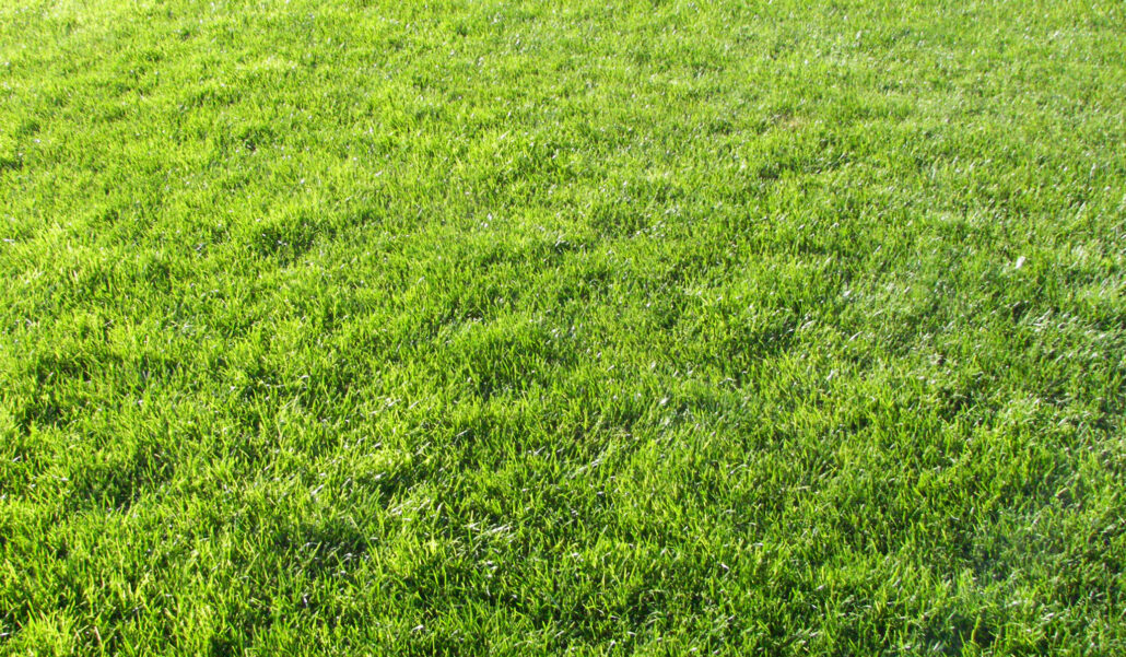 The Enduring Appeal of Lawns