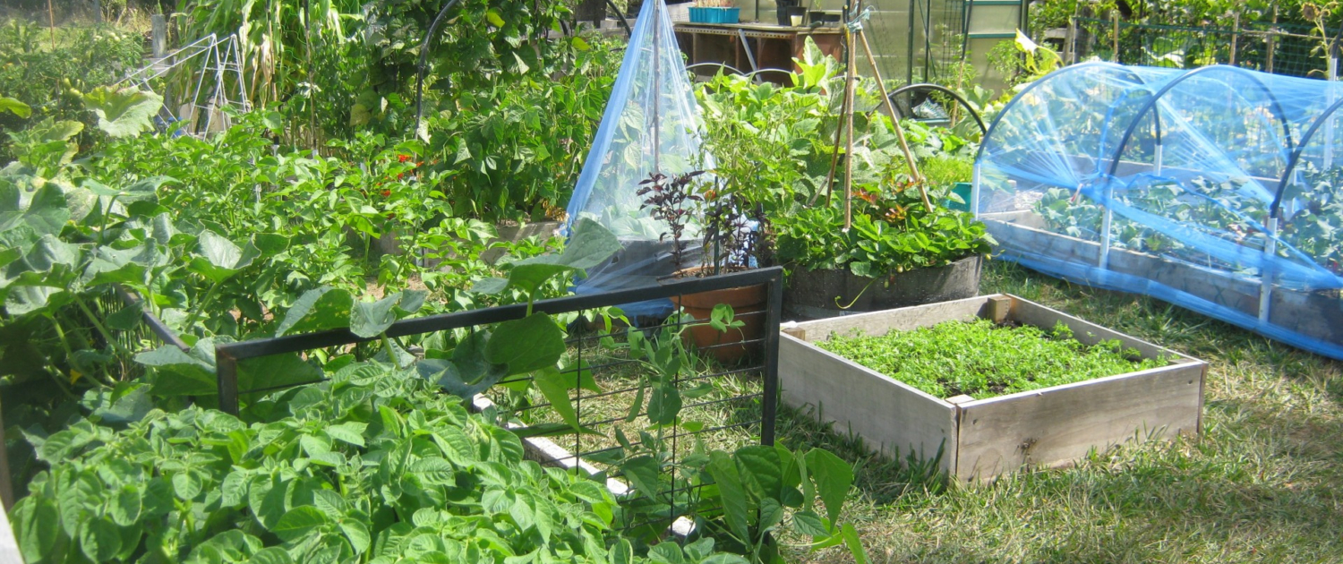The Ultimate Guide to Organic Gardening (3)