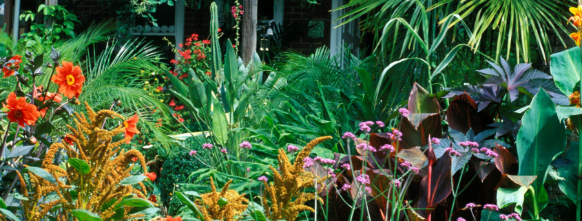 Top 10 Low-Maintenance Plants for Busy Gardeners (4)