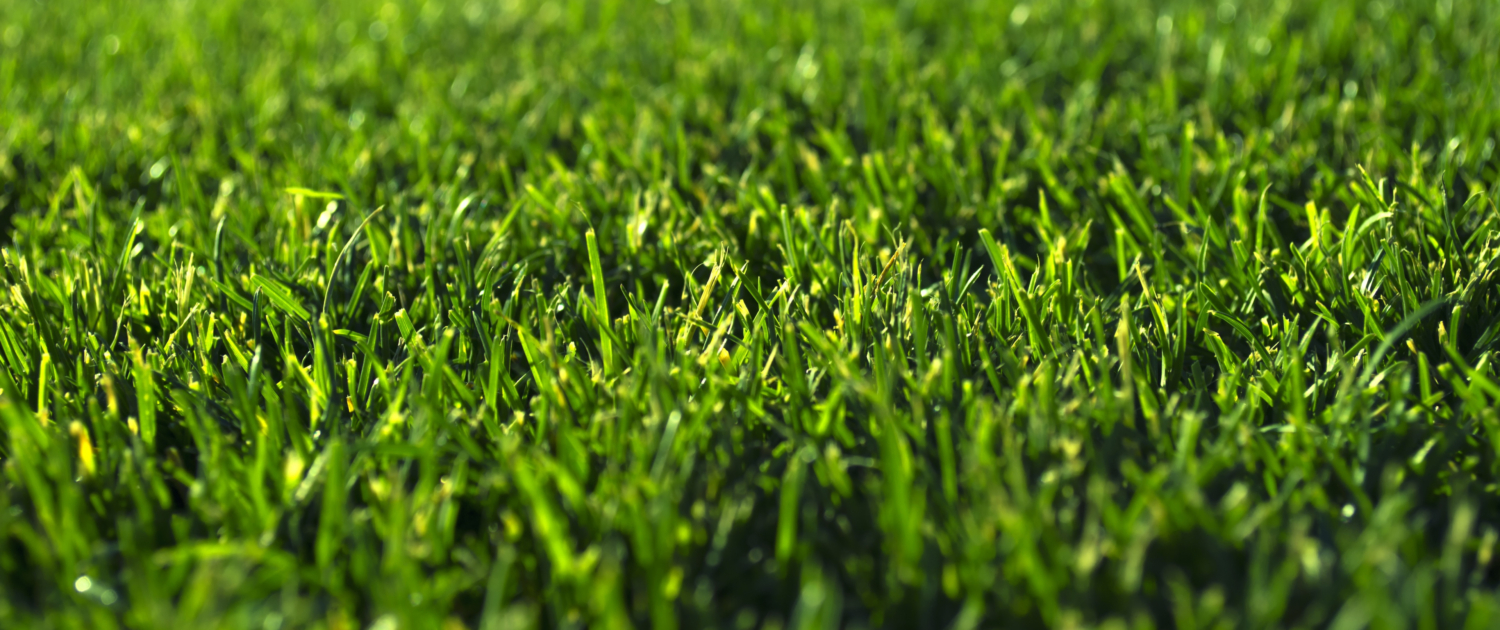 Transform Your Lawn 10 Essential Tips for a Lush, Green Yard (2)