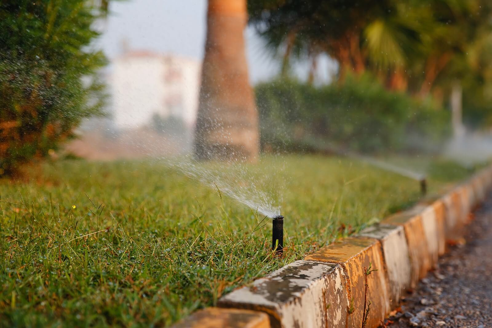 Water-Wise Gardening Tips for a Beautiful Yard with Less Water