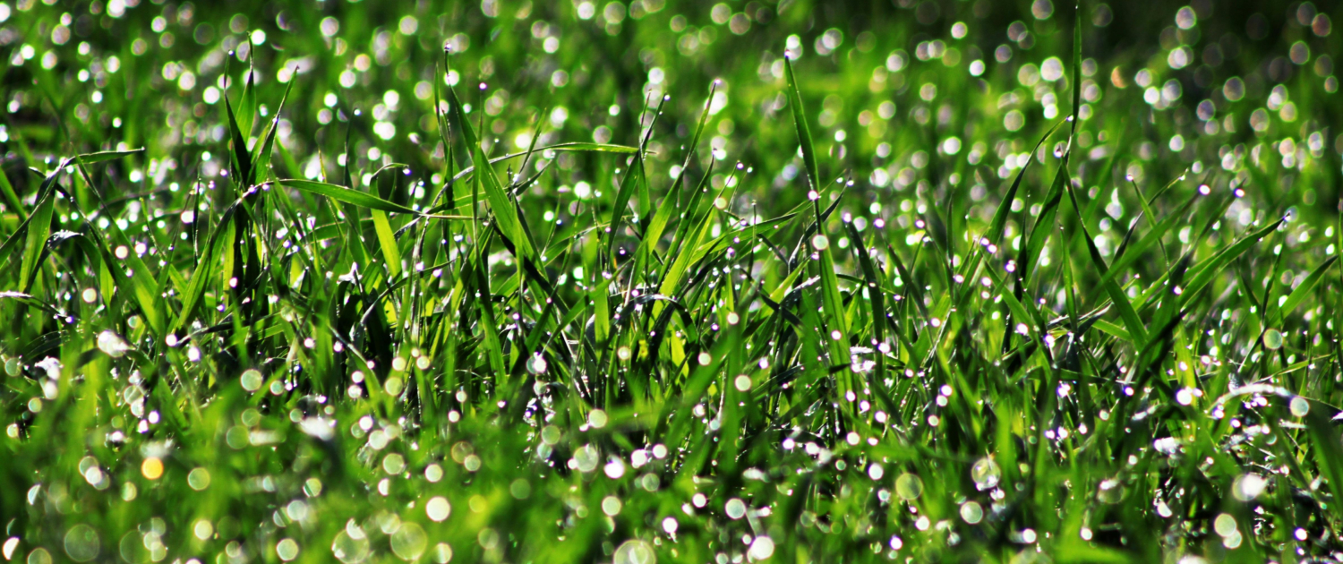 Watering is the Lifeblood of Your Home’s Lawn (2)