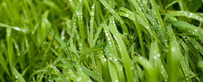 Watering is the Lifeblood of Your Home’s Lawn