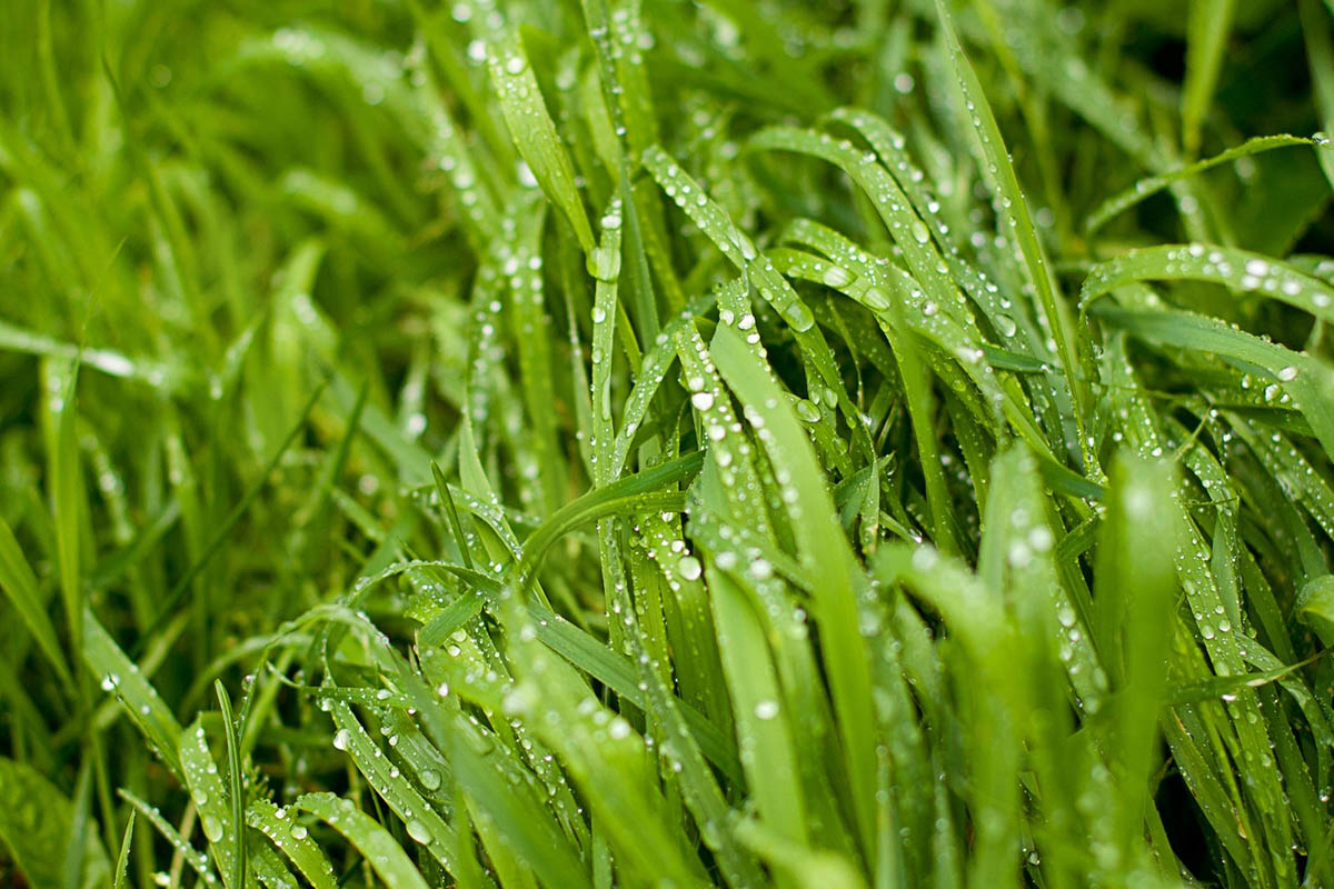 Watering is the Lifeblood of Your Home’s Lawn